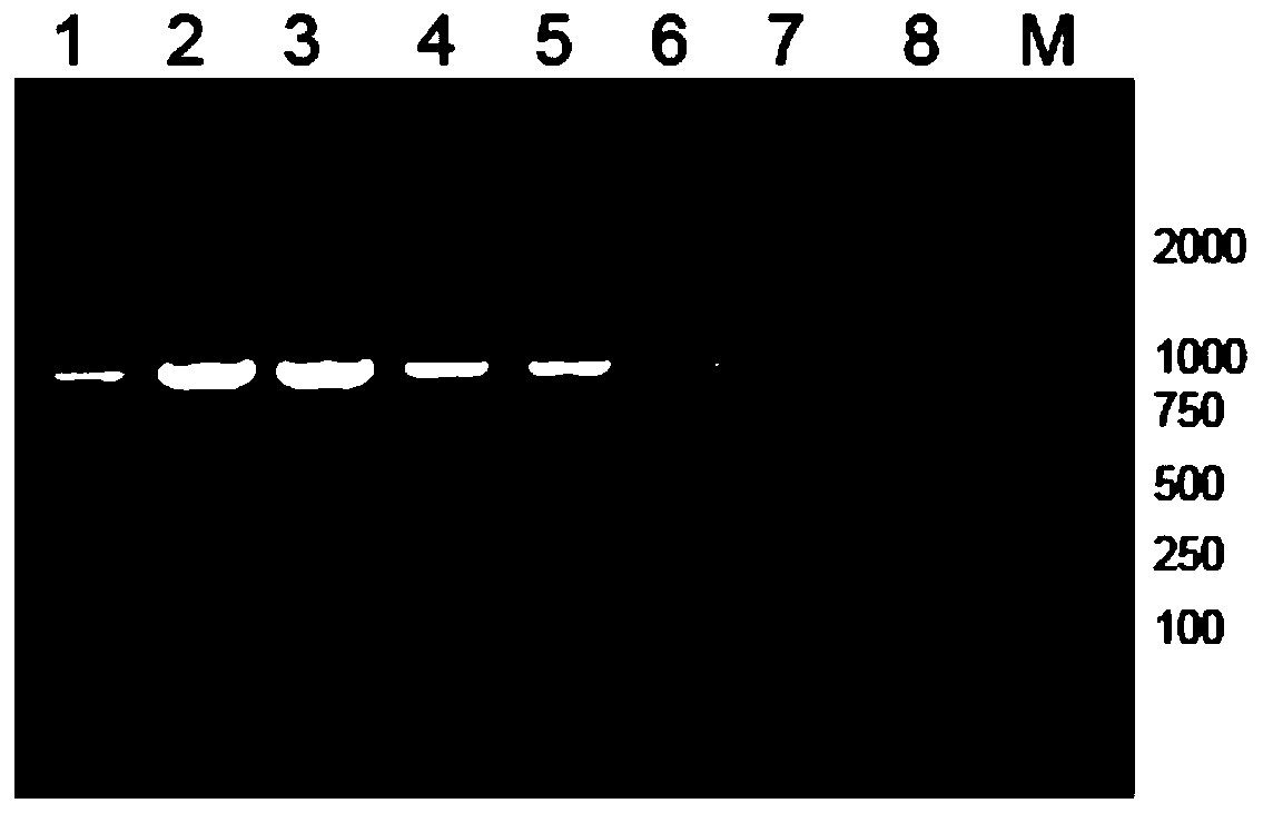 Primers, method and kit for detecting carbapenemase blaKPC gene