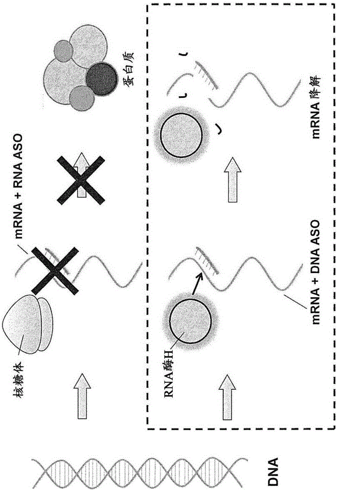 Double-stranded antisense nucleic acid with exon-skipping effect