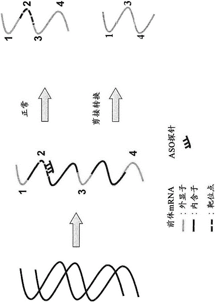 Double-stranded antisense nucleic acid with exon-skipping effect