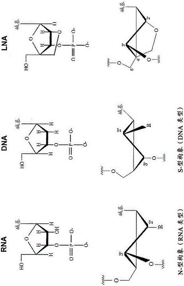 Double-stranded antisense nucleic acid with exon-skipping effect