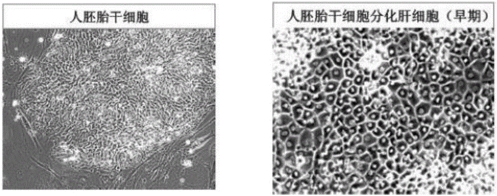 New method for inducing directional differentiation of human stem cells into hepatocytes