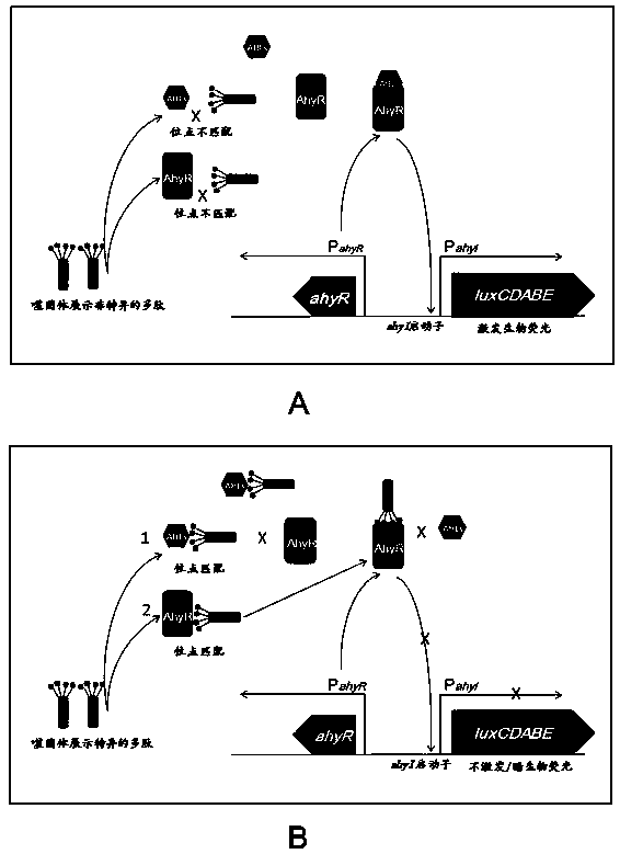 A method for rapid screening of bacterial quorum sensing inhibitors using luminescence