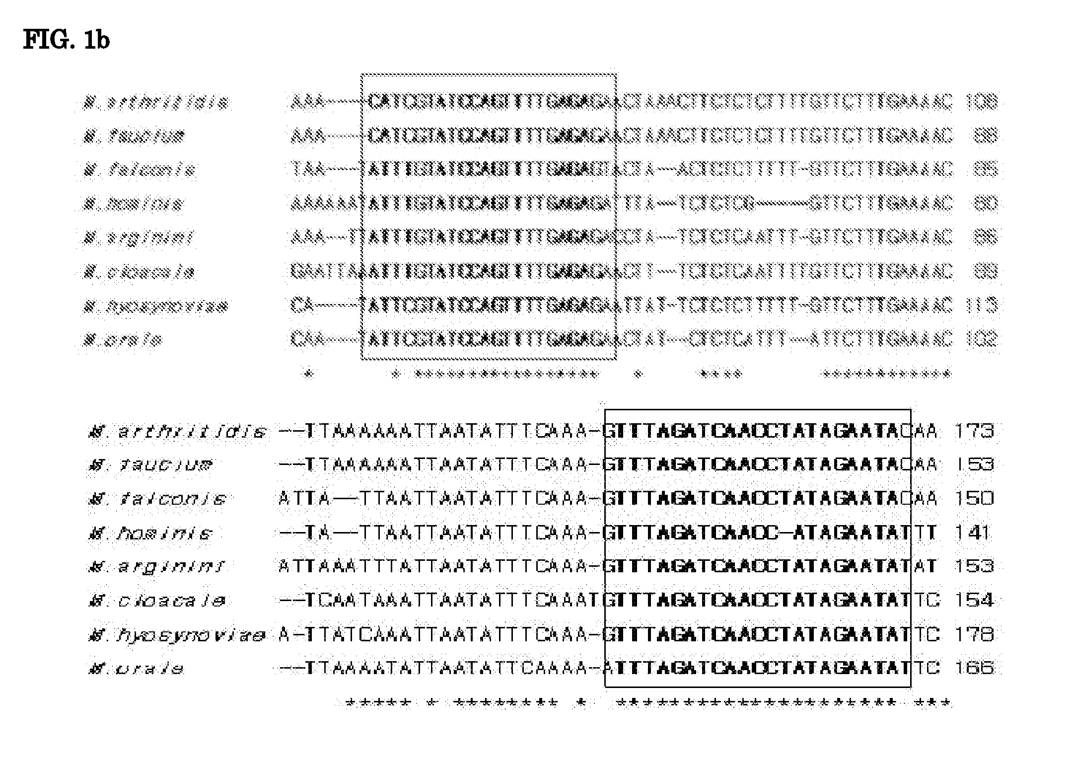 Oligonucleotide for genotyping of mycoplasma, microarray comprising the oligonucleotide, and method for detection of species using the microarray