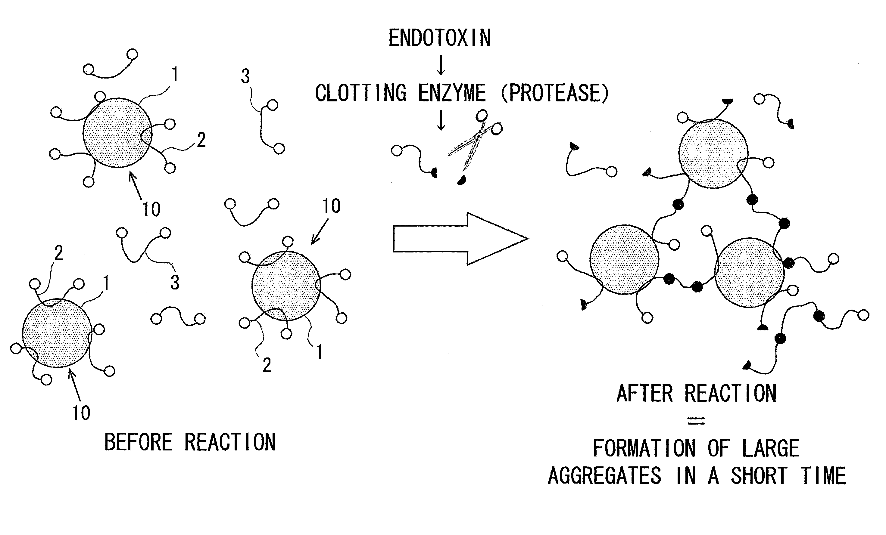 Measurement method for physiologically active substance of biological origin, and reagent kit for measurement