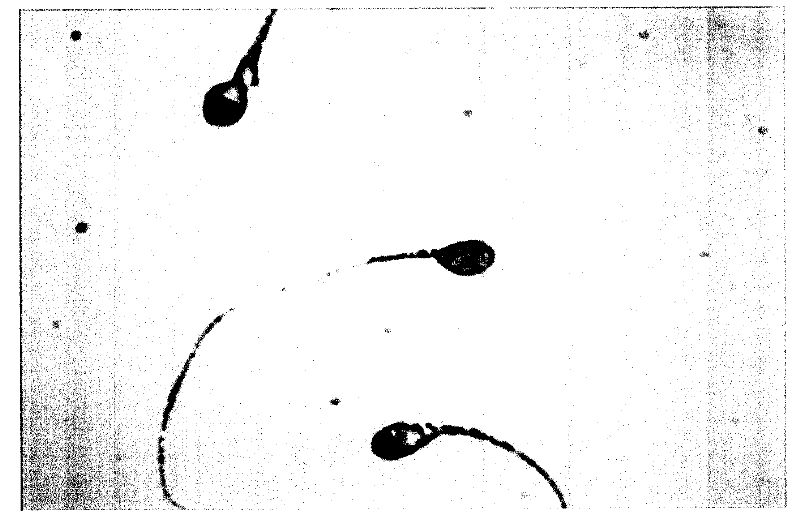 Quantitative detection reagent and kit for malt agglutinin receptor on sperm membrane surface