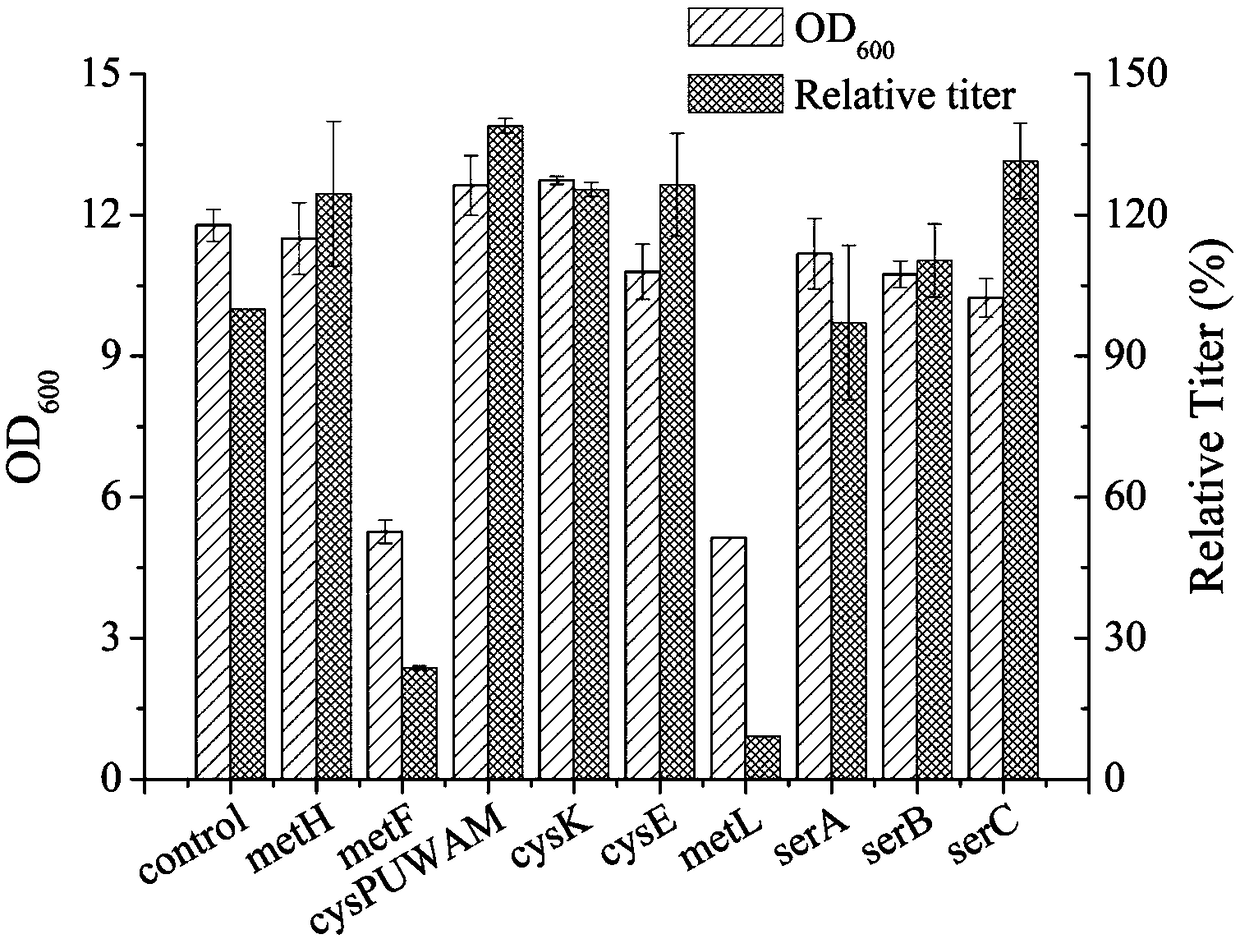 Recombinant escherichia coli capable of high-yielding L-methionine and application thereof