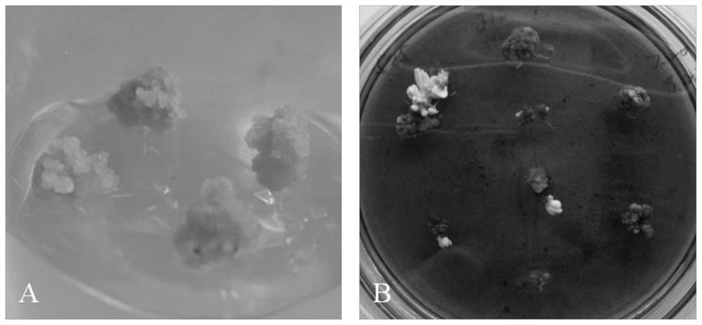 Method for establishing hevea brasiliensis embryogenic cell pure line with high somatic embryogenic capacity and maintaining embryogenic form of hevea brasiliensis embryogenic cell pure line