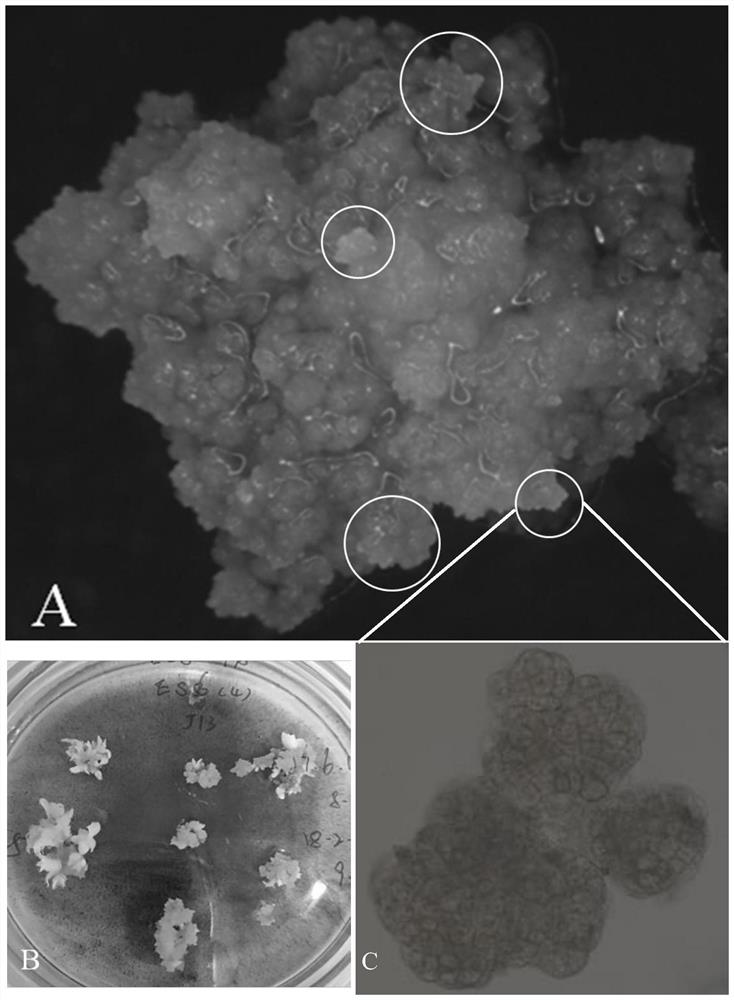 Method for establishing hevea brasiliensis embryogenic cell pure line with high somatic embryogenic capacity and maintaining embryogenic form of hevea brasiliensis embryogenic cell pure line