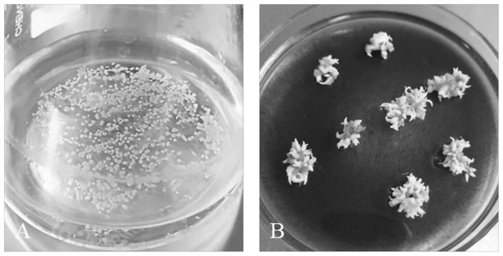 Method for establishing hevea brasiliensis embryogenic cell pure line with high somatic embryogenic capacity and maintaining embryogenic form of hevea brasiliensis embryogenic cell pure line