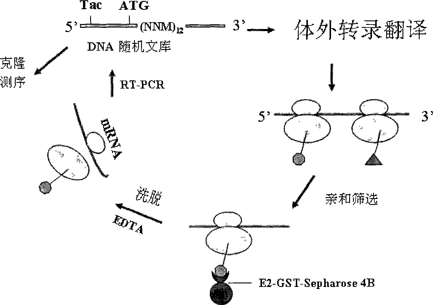 12 peptide ZB for inhibiting hepatitis c virus to infect human cell and preparation method and application