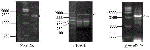 Peanut lrr‑rlk gene and its application in tobacco bacterial wilt resistance