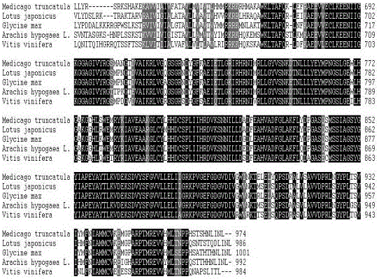 Peanut lrr‑rlk gene and its application in tobacco bacterial wilt resistance