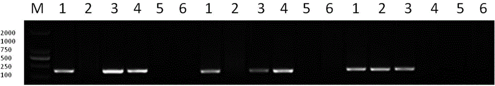 Cultivating method of wheat-agropyron elongatum FHB (Fusarium head blight)-resistant 7E chromosome long arm translocation line