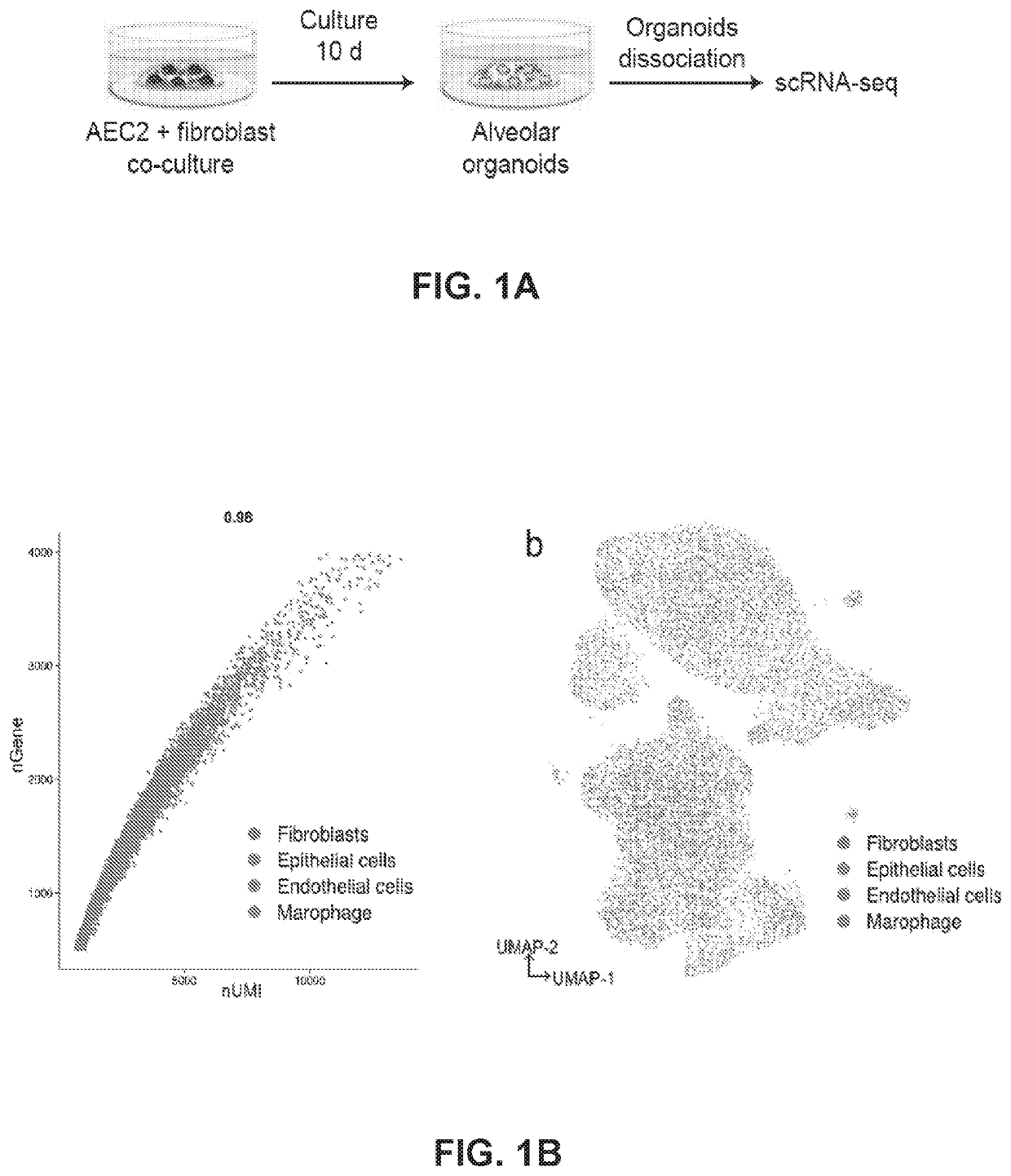 Lung fibrosis model and methods of using the same