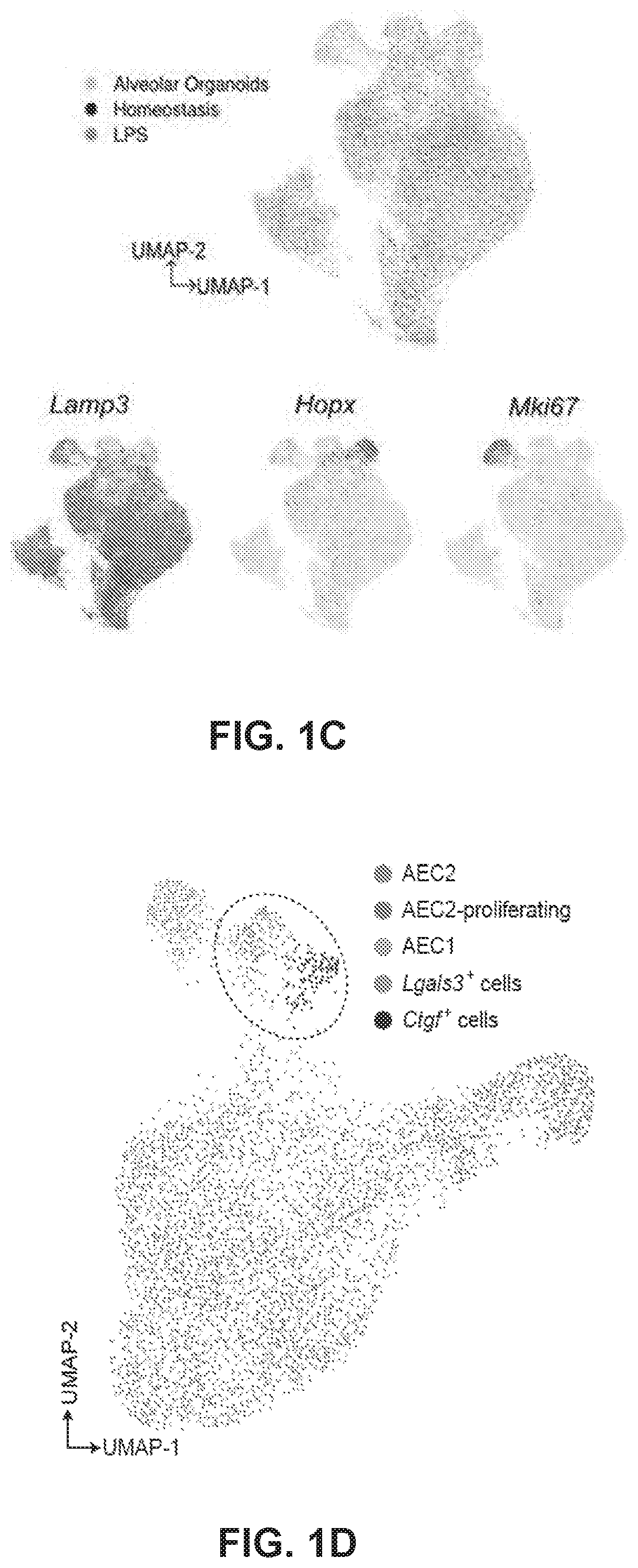 Lung fibrosis model and methods of using the same