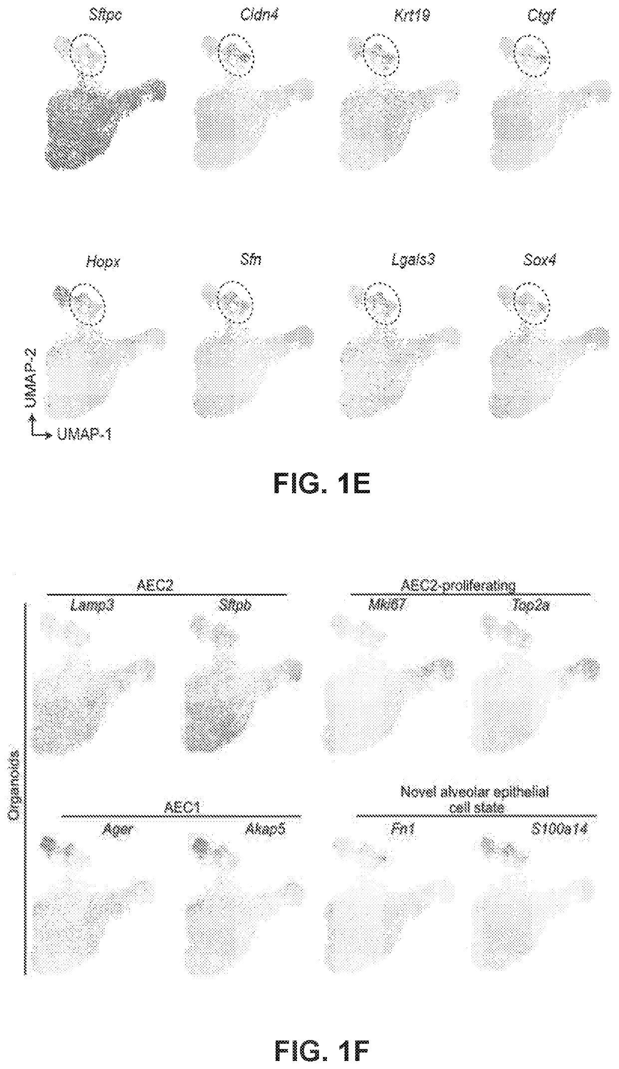 Lung fibrosis model and methods of using the same