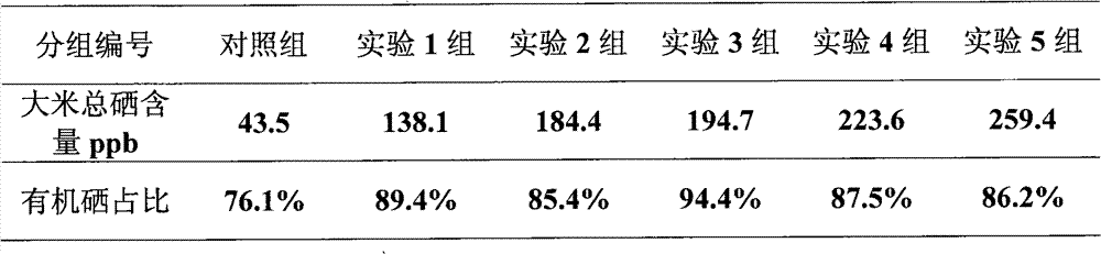 Selenium-enriched paddy seedling and cultivation method thereof and produced organic selenium-enriched rice