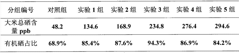 Selenium-enriched paddy seedling and cultivation method thereof and produced organic selenium-enriched rice