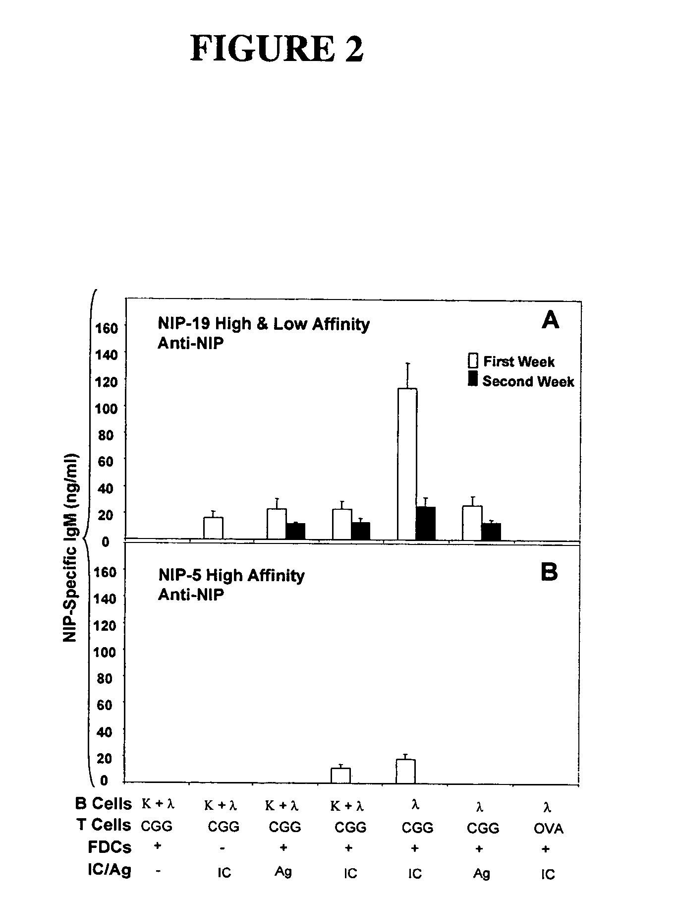 In vitro germinal centers