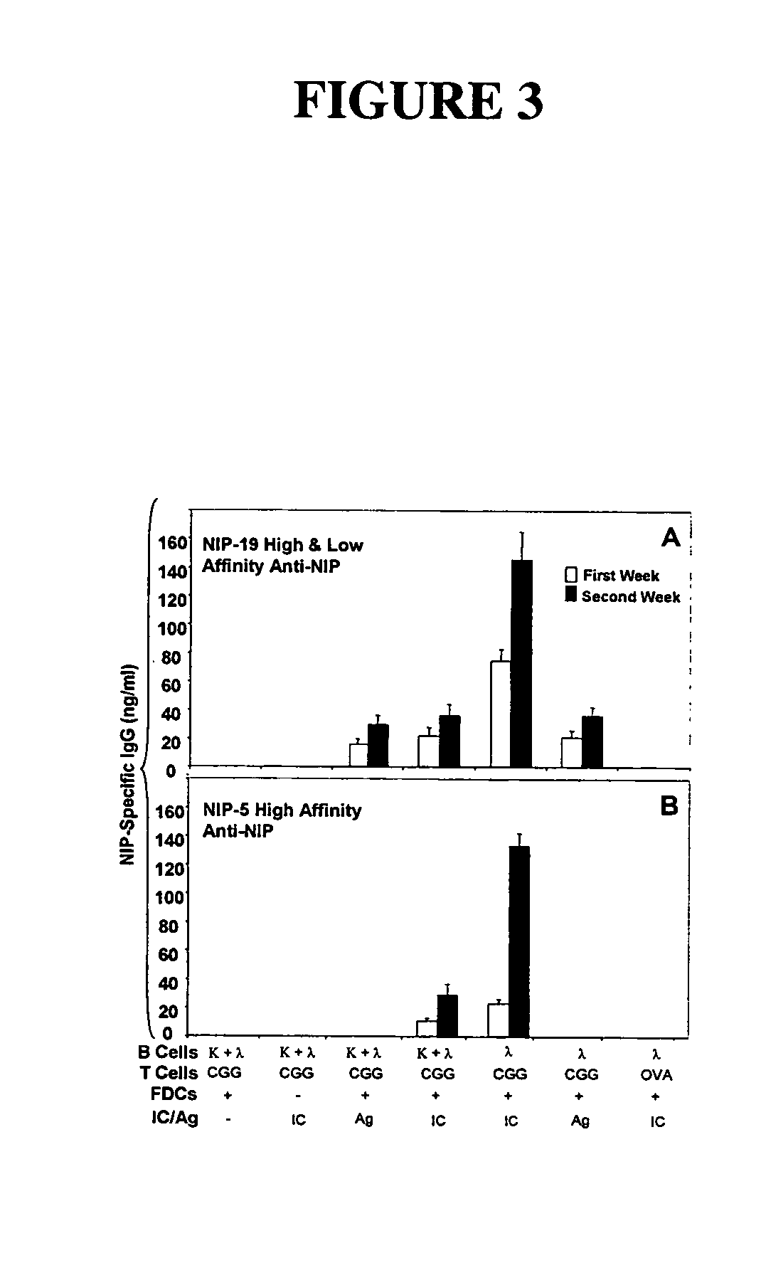 In vitro germinal centers