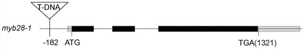 Application of myb28 protein and its coding gene in regulating plant tolerance to aba