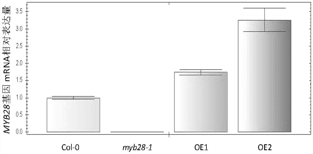 Application of myb28 protein and its coding gene in regulating plant tolerance to aba