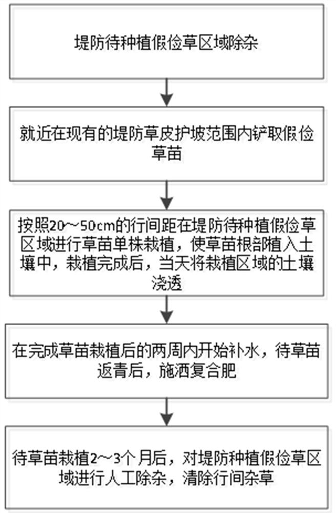 Single-plant centipede grass planting method applied to embankment