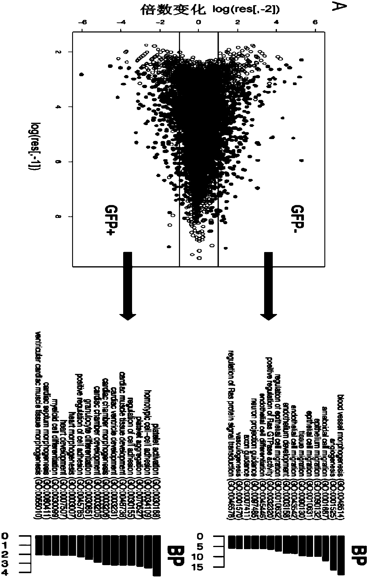 Use of CD61 as a marker of hematopoietic endothelial cells