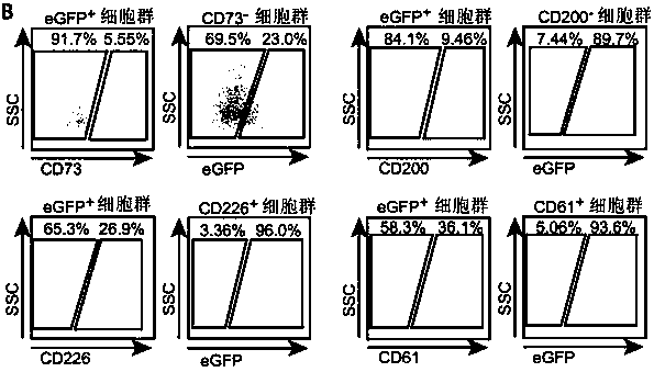 Use of CD61 as a marker of hematopoietic endothelial cells