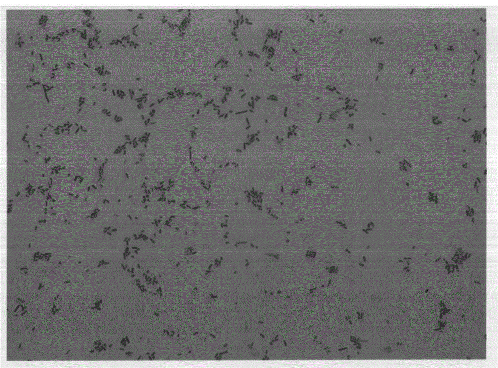 LCT-EC 52 bacteria strain of esherichia coli under space environment