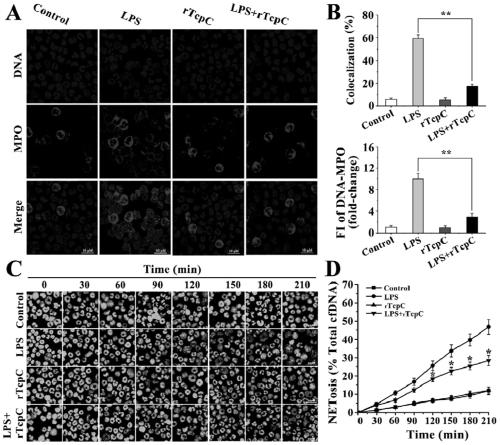 Novel NETosis inhibitor TcpC and application thereof