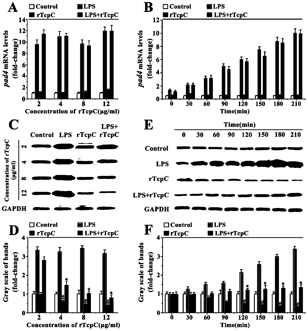 Novel NETosis inhibitor TcpC and application thereof