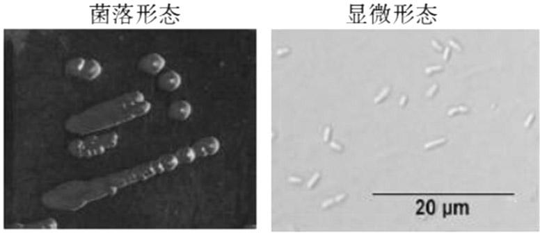 Pullulanase, pullulanase producing strain and application of the pullulanase