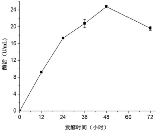 Pullulanase, pullulanase producing strain and application of the pullulanase