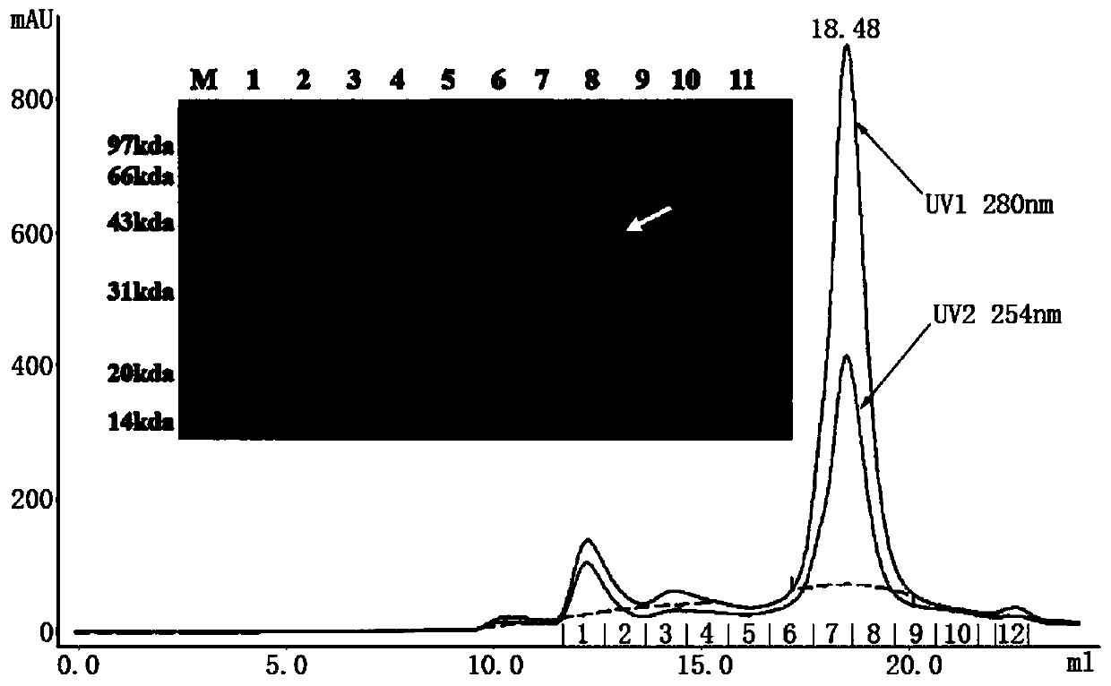 Rift valley fever virus humanized monoclonal antibodies and application thereof