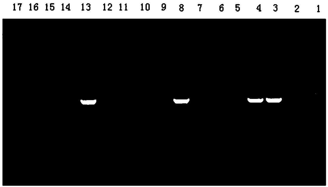 A kind of Trichoderma harzianum gene knockout method