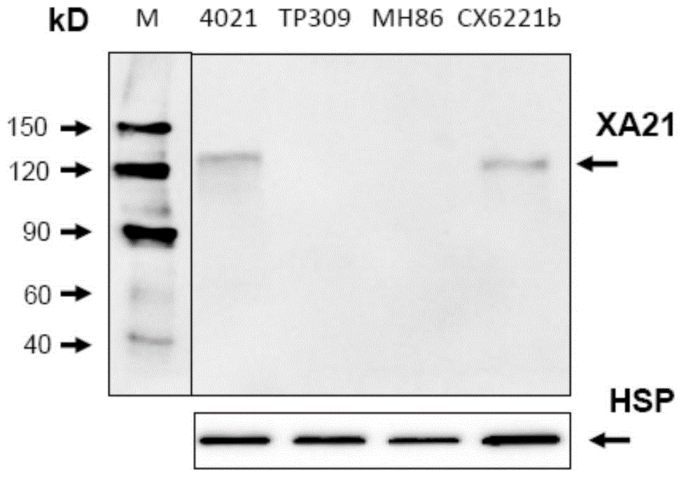 Monoclonal antibody for anti-XA21 protein and use thereof