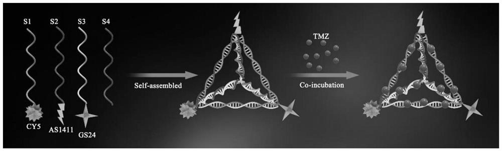 Nano-composite of DNA tetrahedron and temozolomide