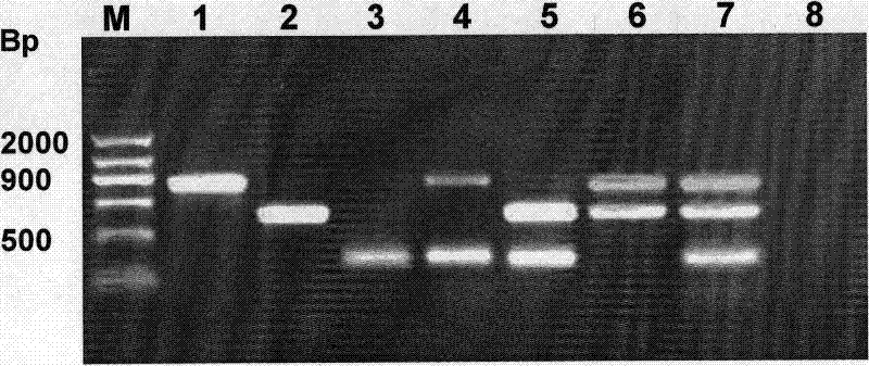 Method for detecting lily seed virus