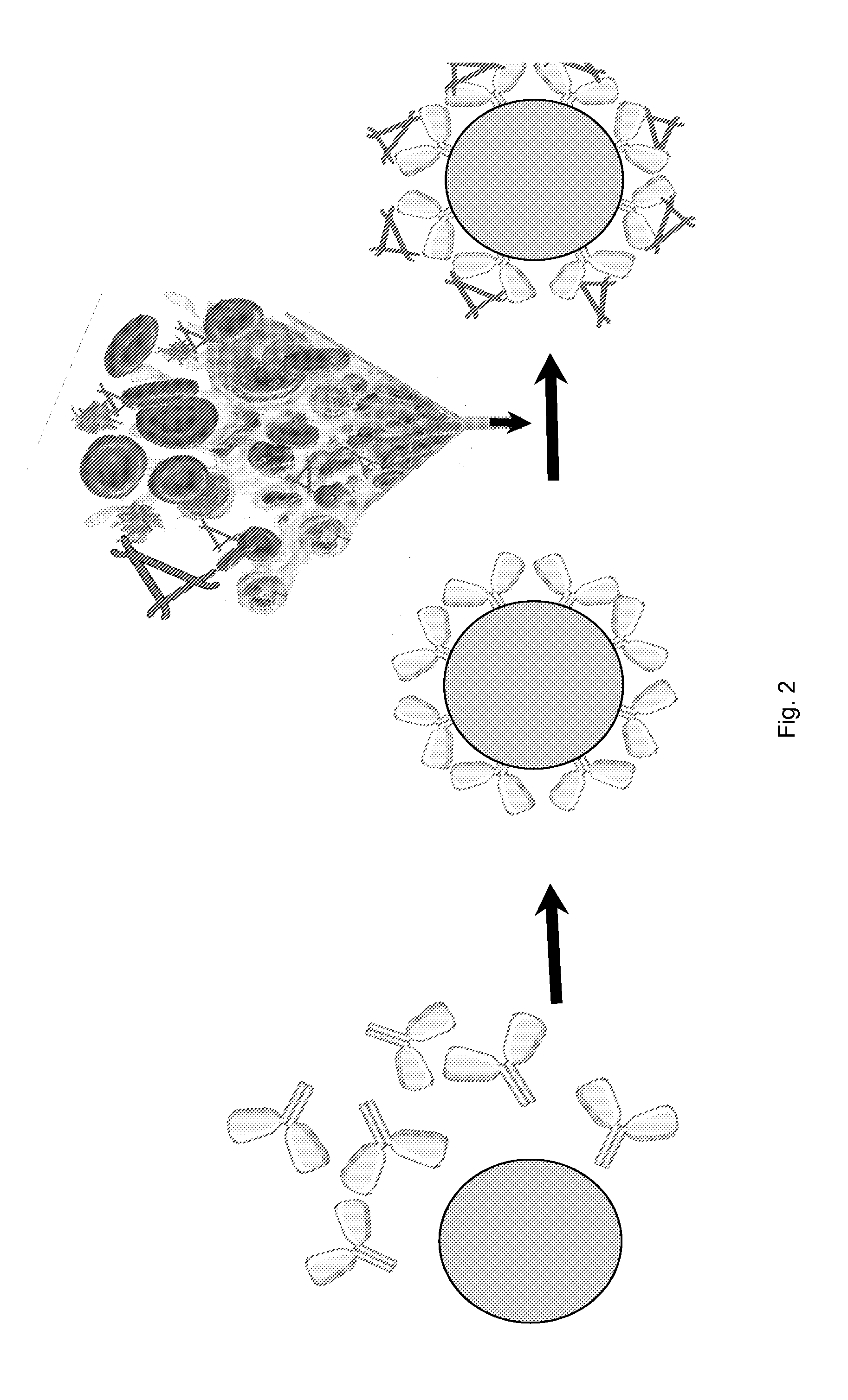 Device and method for inhibiting complement activation