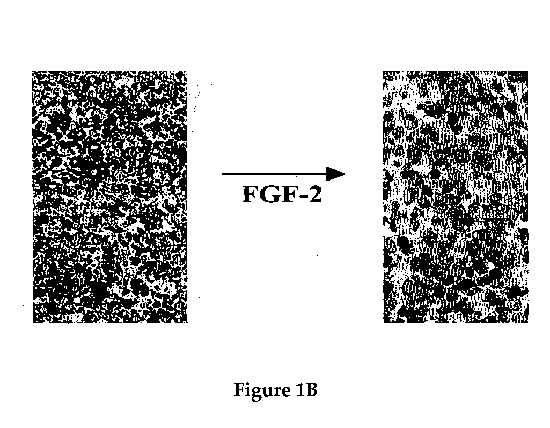 Compositions for modulating growth of embryonic and adult kidney tissue and uses for treating kidney damage