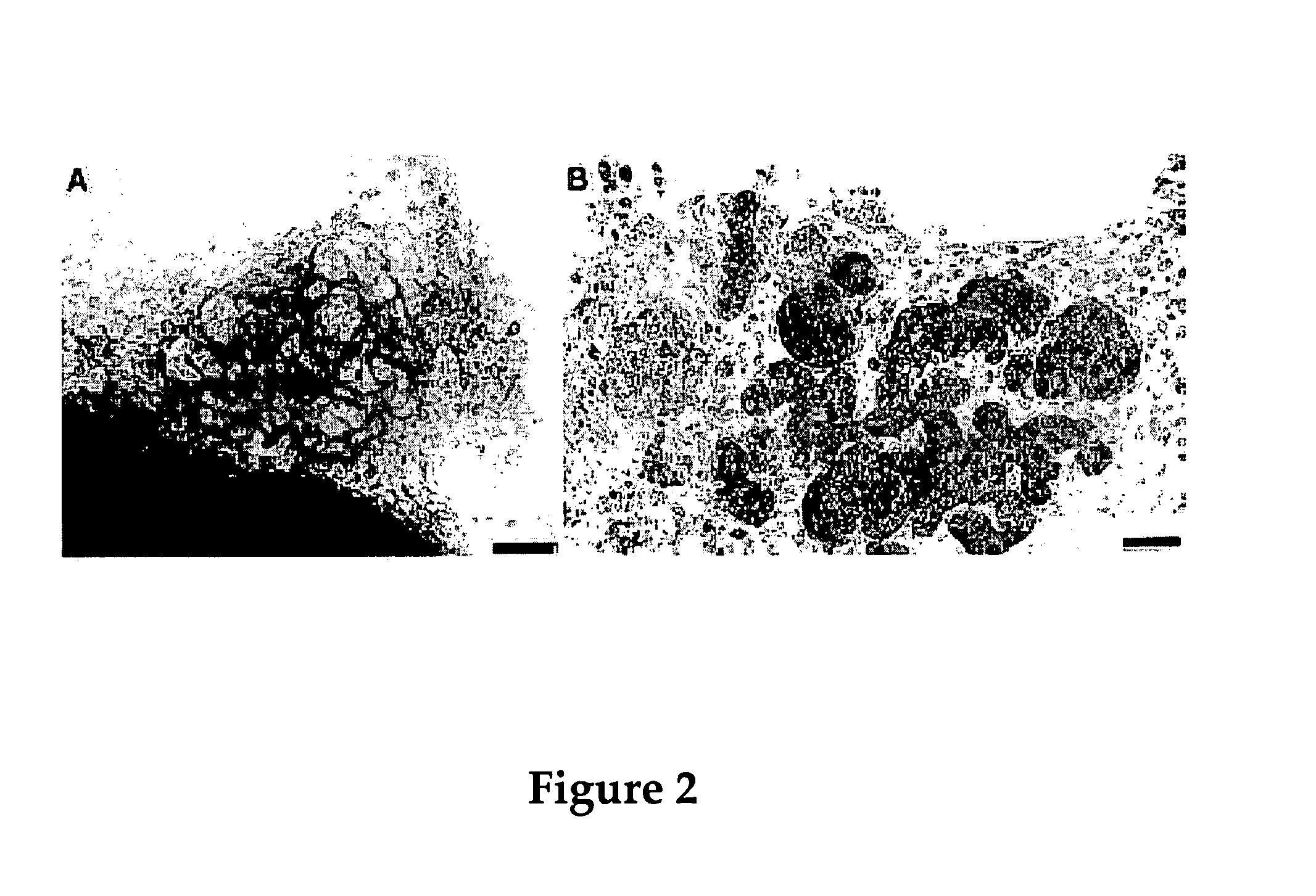 Compositions for modulating growth of embryonic and adult kidney tissue and uses for treating kidney damage