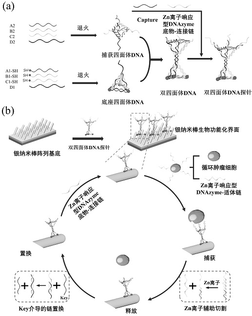 Chip for capturing, counting and lossless release of circulating tumor cells and application of chip