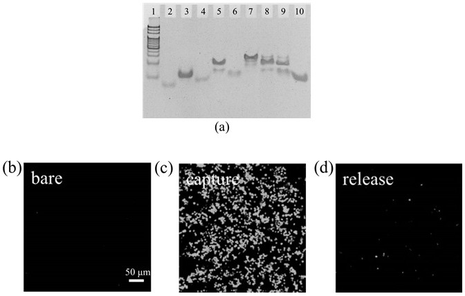 Chip for capturing, counting and lossless release of circulating tumor cells and application of chip