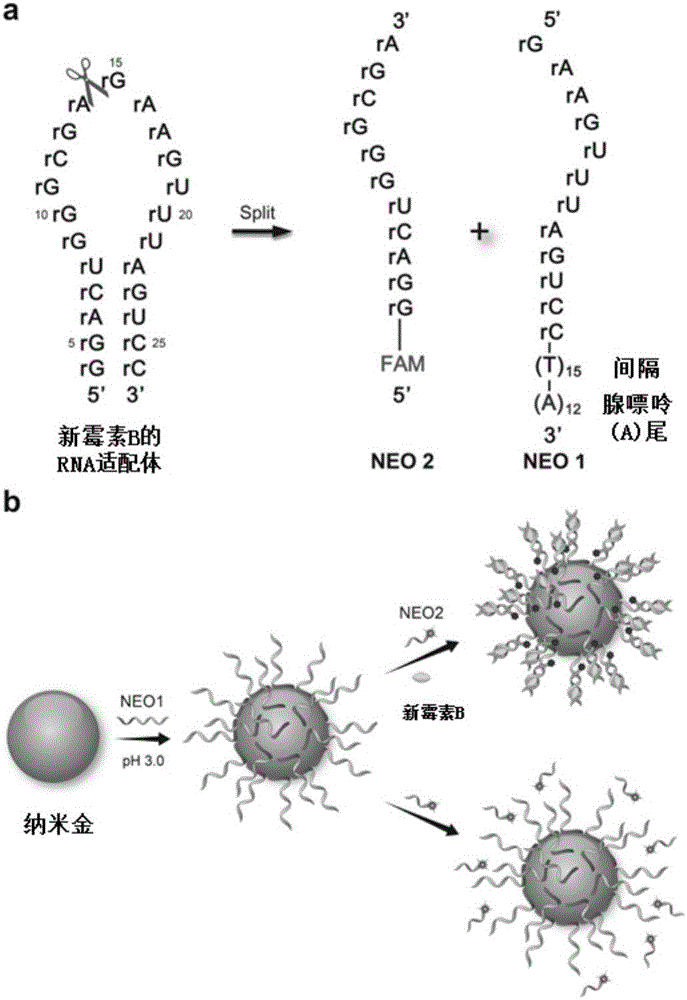 Method for detecting neomycin B content in milk and application thereof