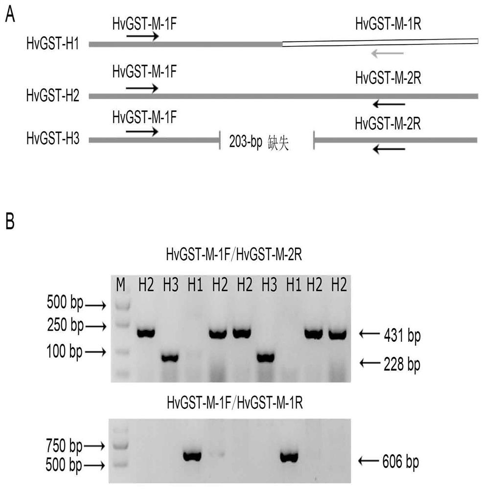 Colored barley grain anthocyanin transport related gene HvGST and application thereof