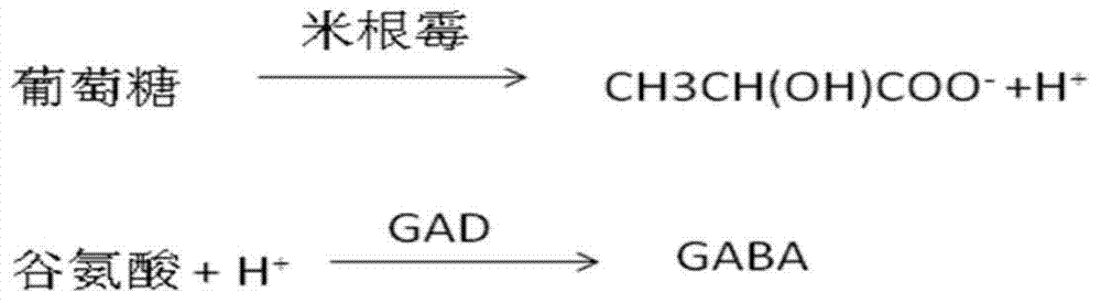 Method for producing lactic acid and simultaneously realizing coupling preparation of GABA (gamma-aminobutyric acid)