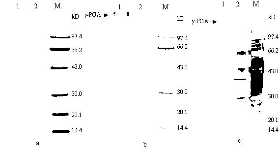 Protein and gamma-polyglutamic acid simultaneous coloring counterstaining method