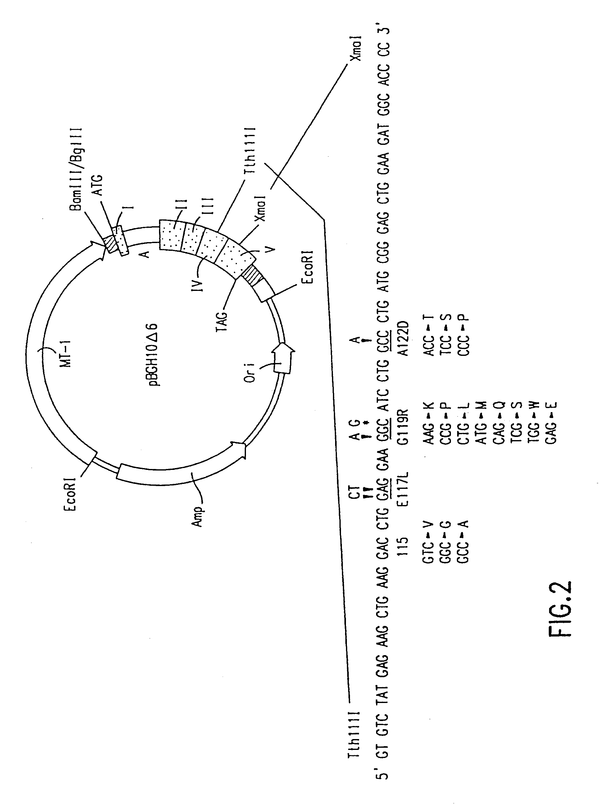 Methods for treating acromegaly and giantism with growth hormone antagonists