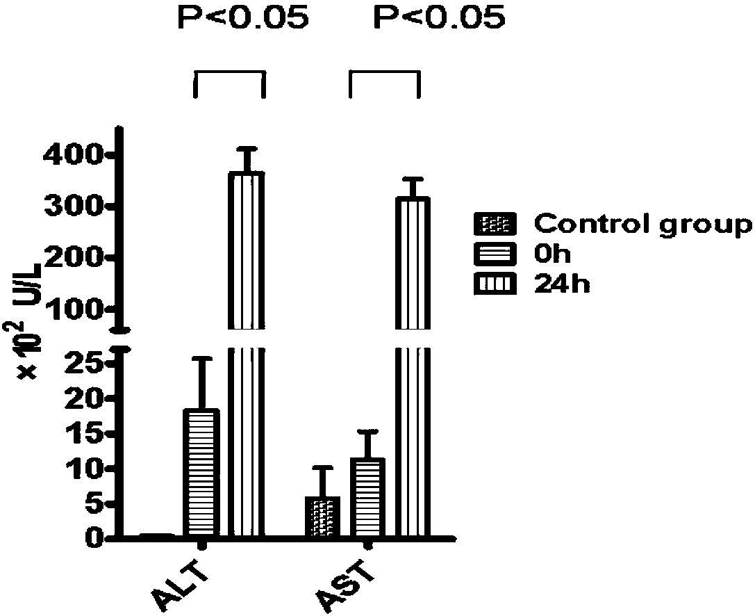 Method for inducing chronic and acute liver failure mouse model by using carbon tetrachloride